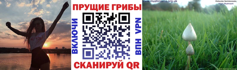 Купить где  Биробиджан  Псилоцибиновые грибы мухоморы 